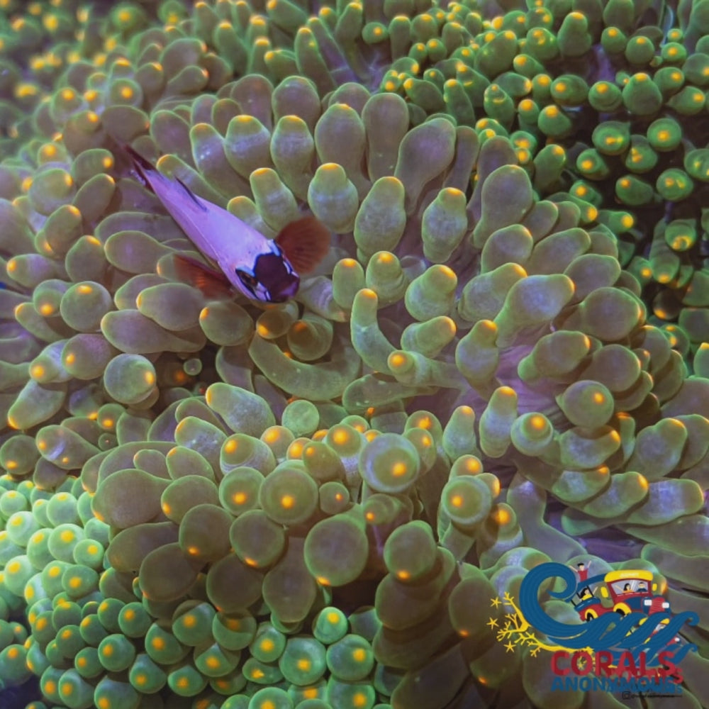 Lantern Bubble Tip Anemone