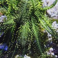 WYSIWYG Large Neon Green & Gold Featherstar Starfish (4-6")
