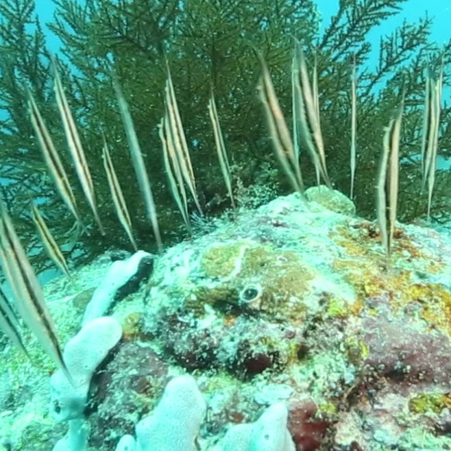Vertical Shrimp Fish