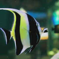 Moorish Idol (3-4")
