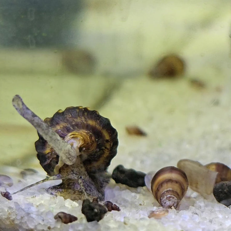 Bumble Bee Snails (Pack of 5)