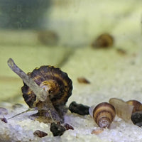 Bumble Bee Snails (Pack of 5)
