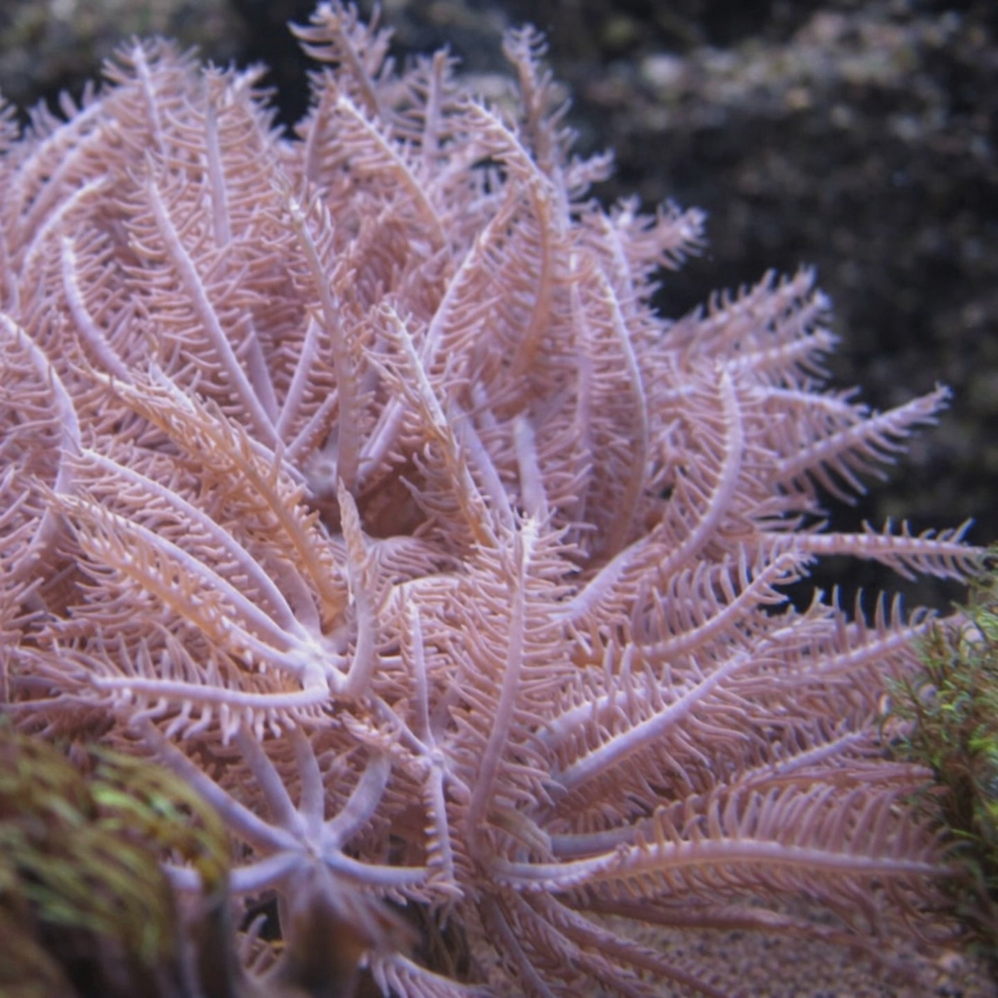 Waving Hand Anthelia Soft Coral (5-10 Polyps)