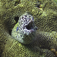 Tessalata Eel (10-13")

