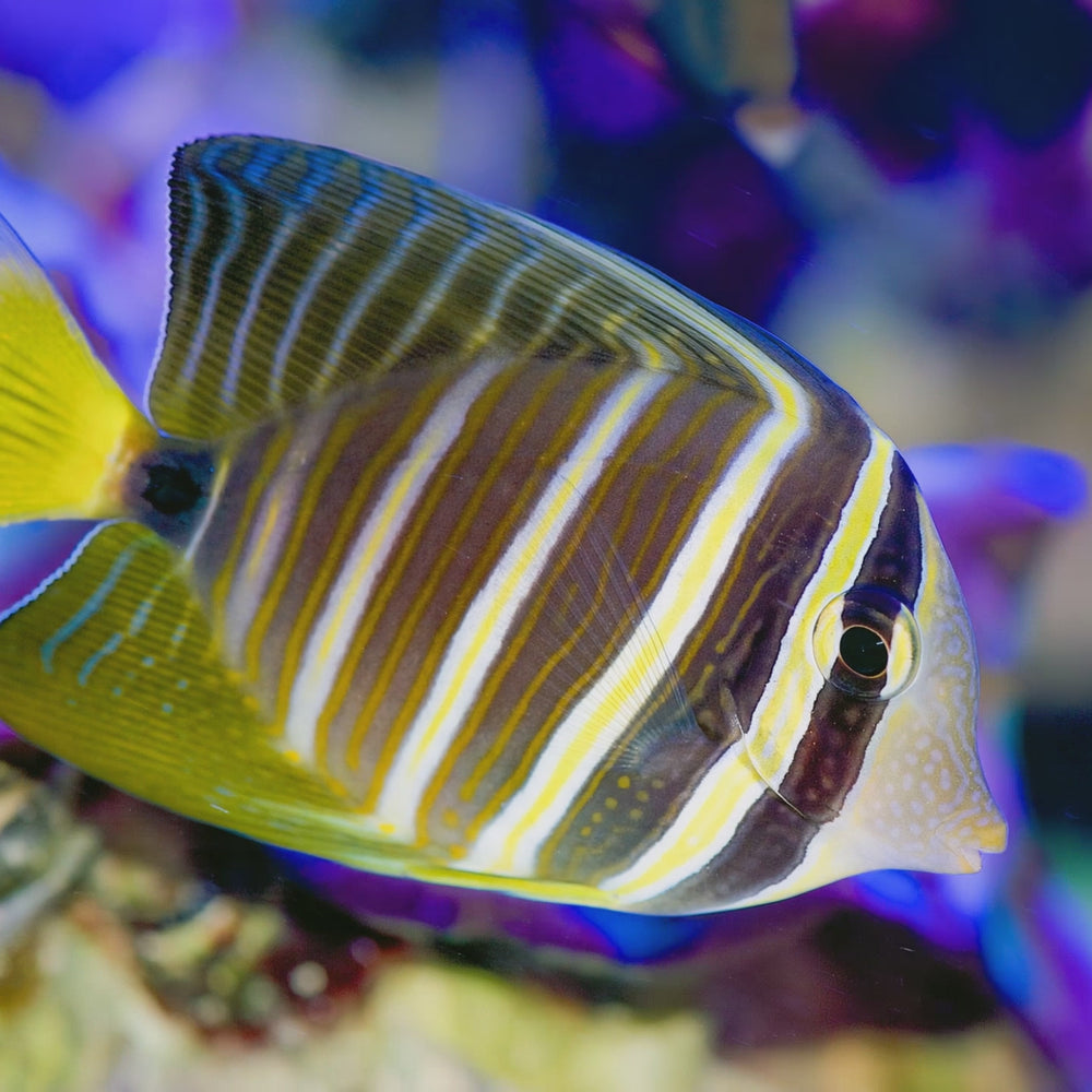 Pacific Sailfin Tang (Zebrasoma veliferum)