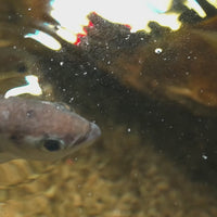 Saltwater Banded Archer Fish (3-4")
