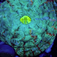 WYSIWYG Highlighter Chaos Eater Rainbow Cynarina (W43) (4-5”)
