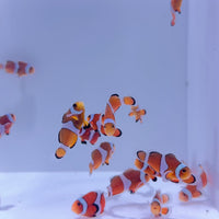 Ocellaris Clownfish
