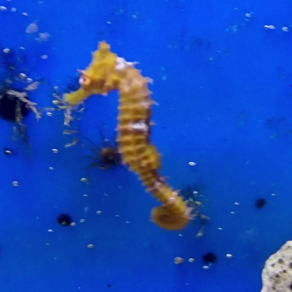 WYSIWYG Adult Yellow Saddled Erectus Seahorse (2-3