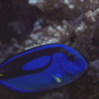 Blue Hippo Tang
