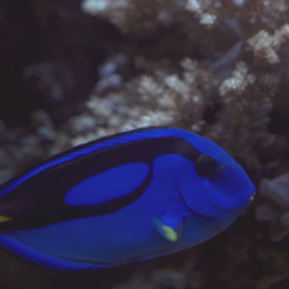 Blue Hippo Tang