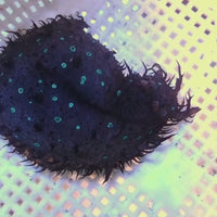 Blue Spotted Sea Hare (Eats Hair Algae)
