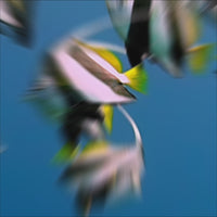 Schooling Bannerfish
