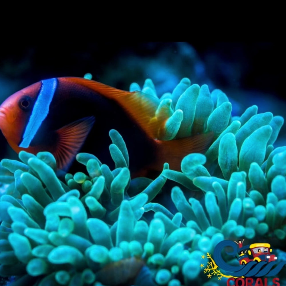 Green Bubble Tip Anemone