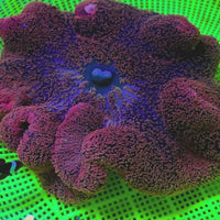 WYSIWYG Large Maroon Red Haddoni Carpet Anemone (8-10”)
