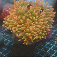 WYSIWYG Tropic Bomb Bubble Tip Anemone (5-7")
