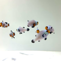 Frostbite Clownfish (Aquacultured)
