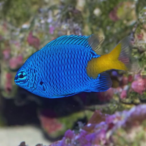 Yellow-tail Blue Damselfish
