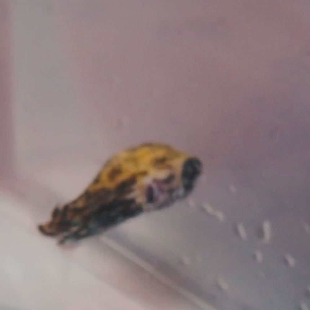WYSIWYG Juvenile Blue Pelagic Procupine Puffer (Rare, 0.75-2
