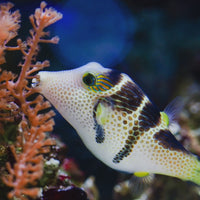Valentini Puffer Fish
