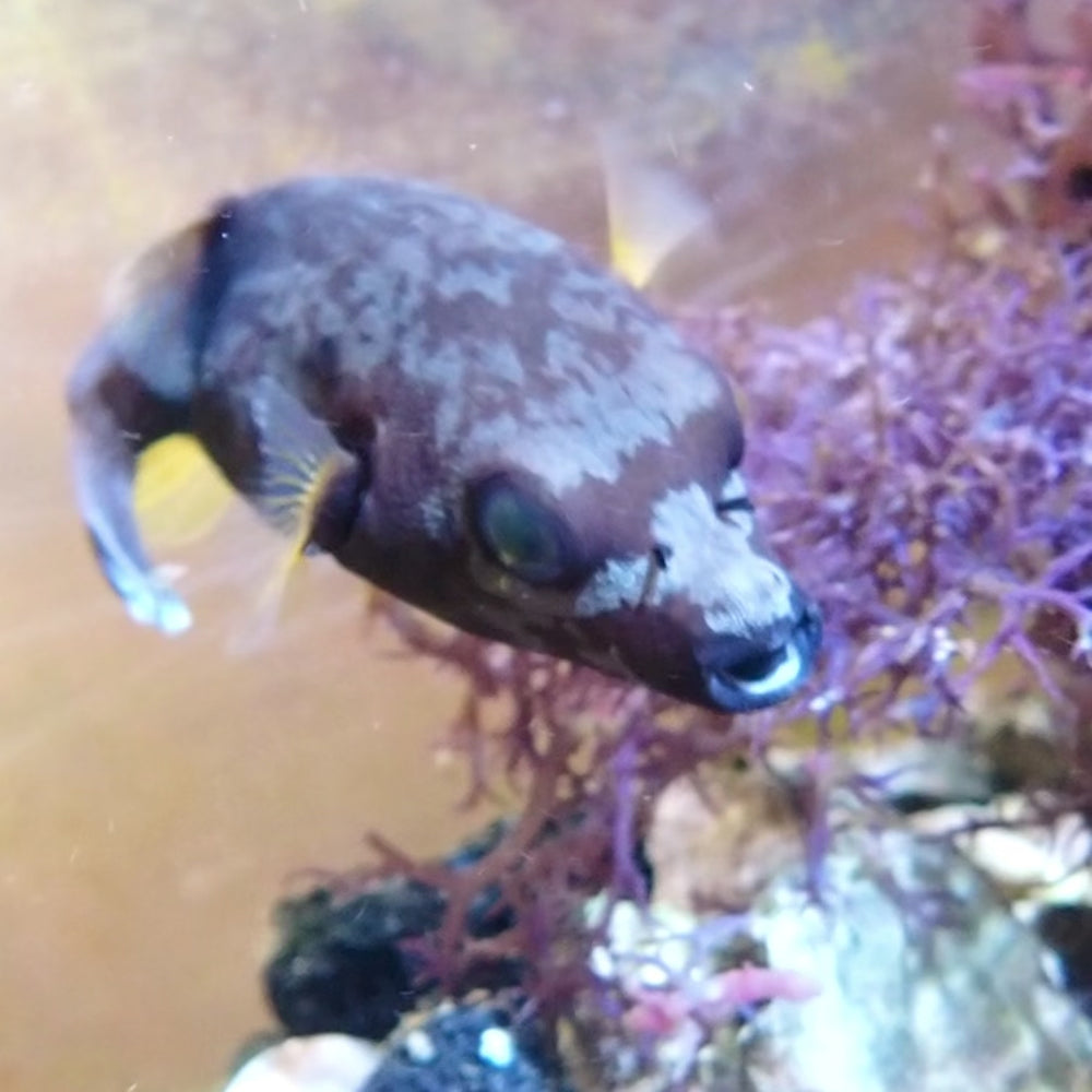 WYSIWYG Brown Blackspotted Dogface Pufferfish (2.5-3”)