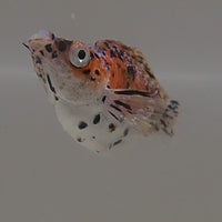 Saltwater Calico Balloon Molly (Great Algae Eaters)
