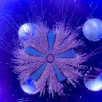 Blue Tuxedo Globe Gazer Urchin
