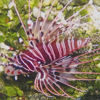 WYSIWYG Ruby Red Antennata Lionfish (3-4", Venomous)
