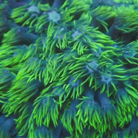 Blue Eyed Goniopora (0.5-1” Frag)

