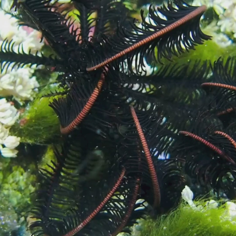 Large Black Featherstar Starfish (4-6
