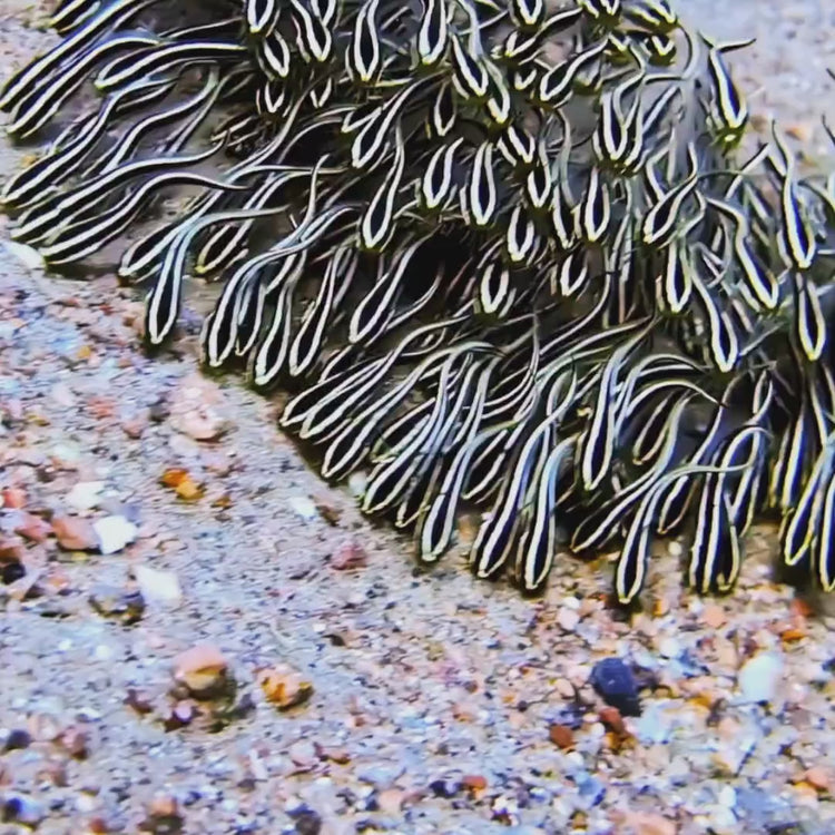 Coral Schooling Catfish