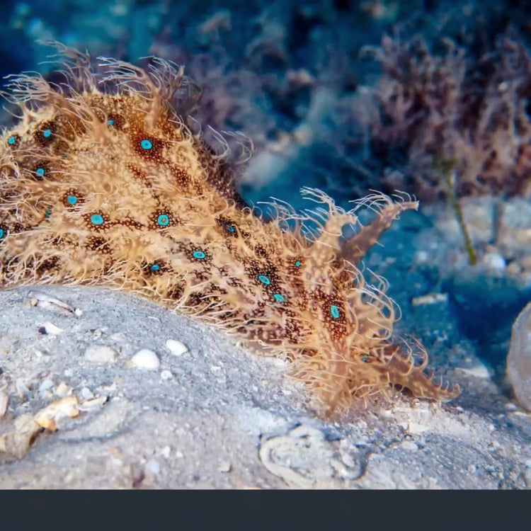 Blue Spotted Sea Hare (Eats Cyano, Dino, Algae)
