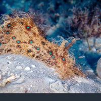 Blue Spotted Sea Hare (Eats Cyano, Dino, Algae)
