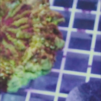 WYSIWYG Ultra Rainbow Trojan War Acanthophyllia (4-5")
