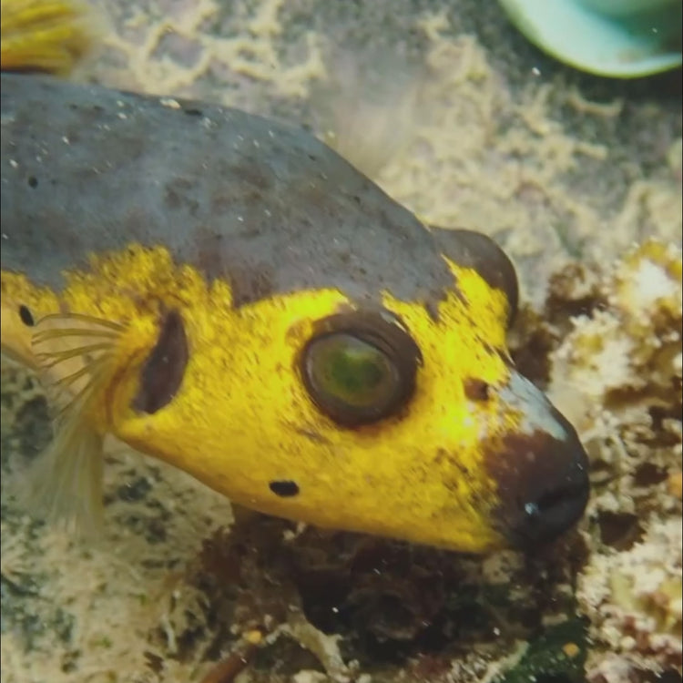 Yellow Belly Dogface Pufferfish (6-7")