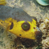Yellow Belly Dogface Pufferfish (6-7")
