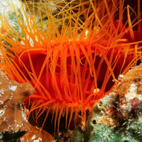 Reef Filter Flame Scallop
