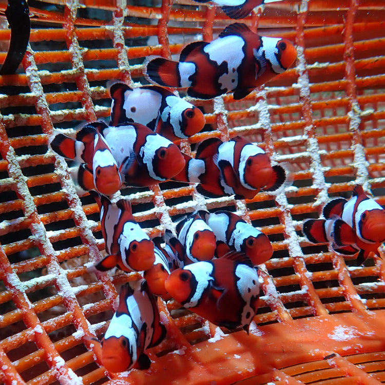 Bullet Hole Snowflake Clownfish (Aquacultured)