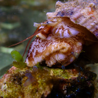 Giant Turbo Snail (Algae Eater, 1.5-3")
