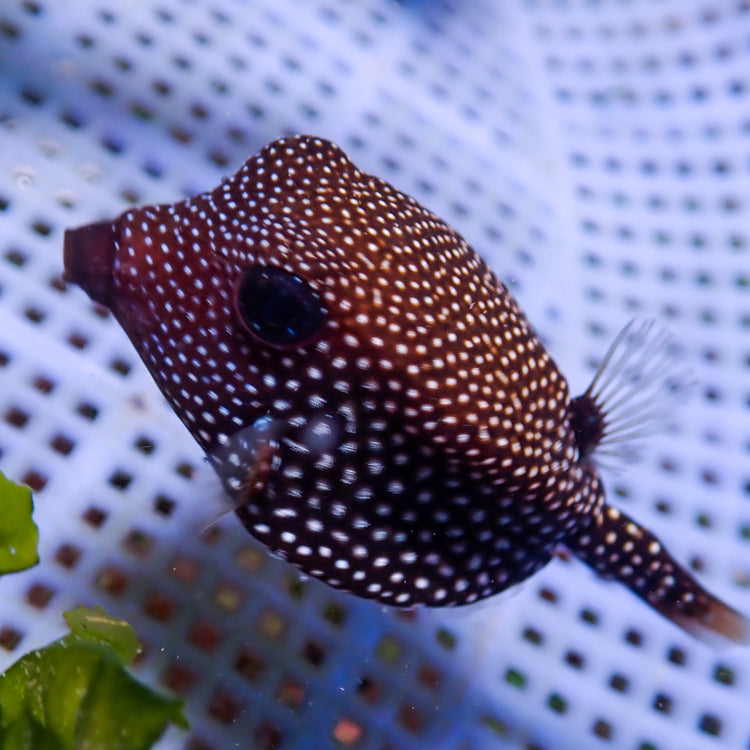 White-Spotted Boxfish