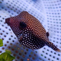 White-Spotted Boxfish (Female, 1-3")
