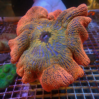 WYSIWYG Ultra Orange Sunkist Rainbow Haddoni Carpet Anemone (7-9")
