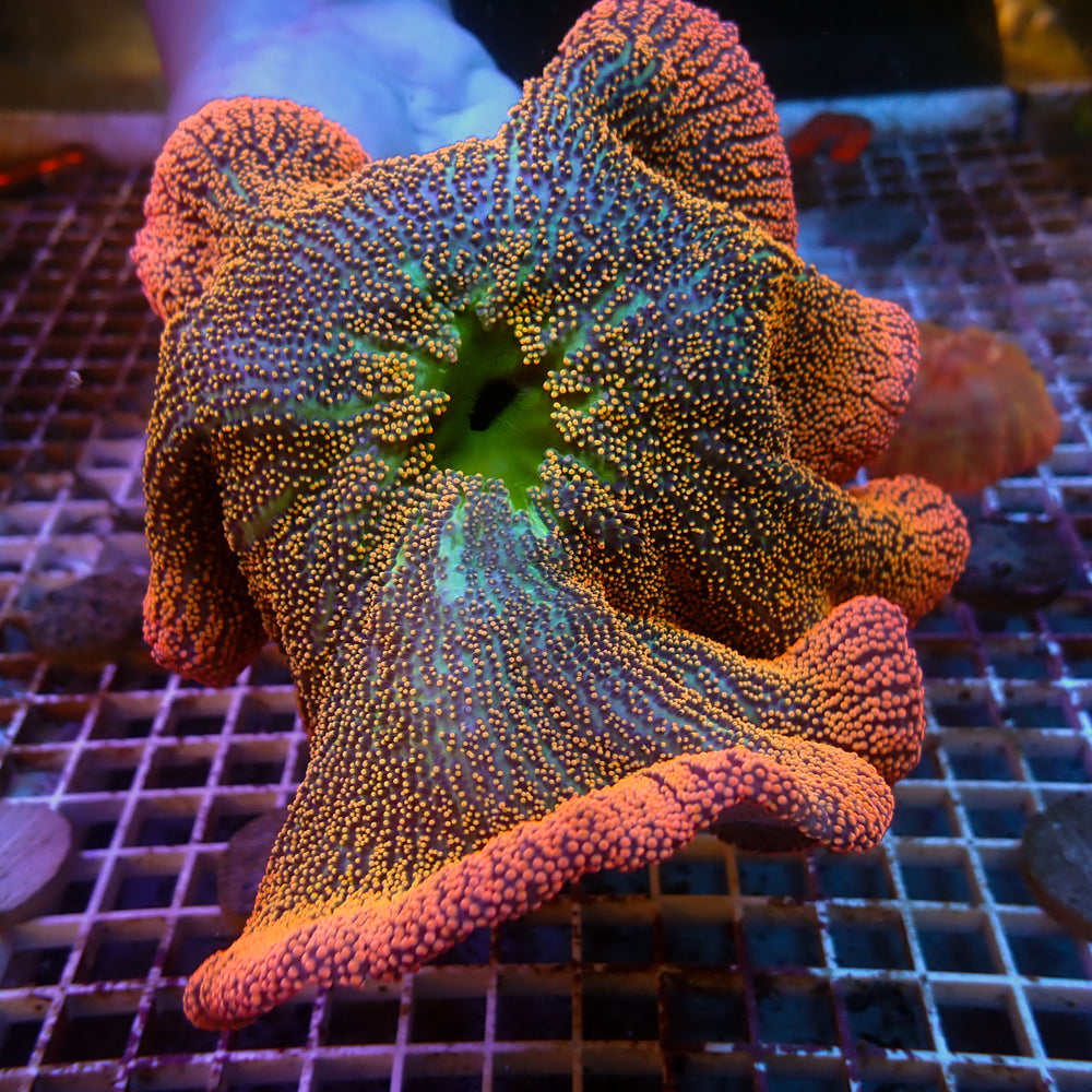 WYSIWYG Splitting Ultra Rainbow Haddoni Carpet Anemone (Rare, 2 Polyps, 7-9