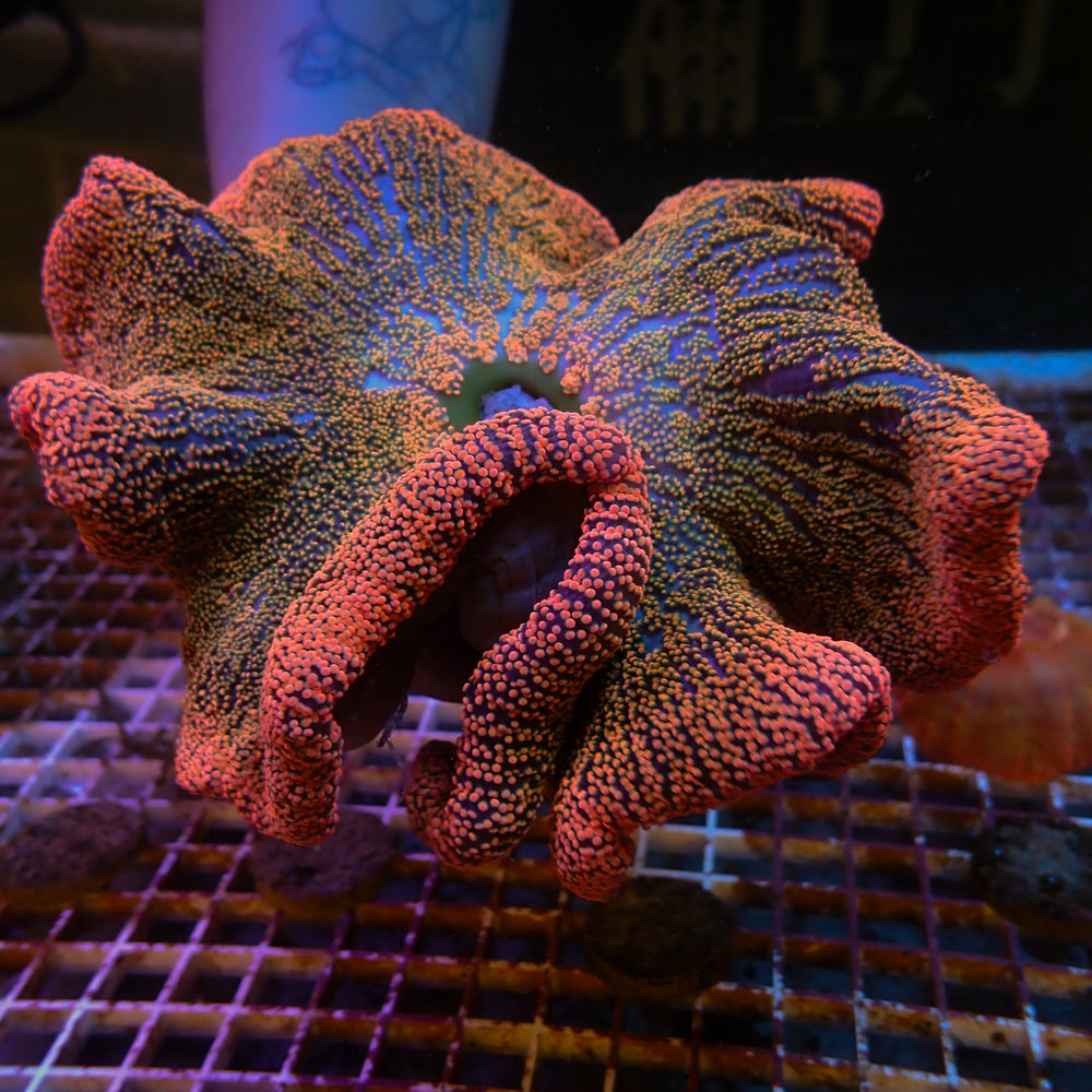 WYSIWYG Ultra Rainbow Haddoni Carpet Anemone (Rare, 7-9