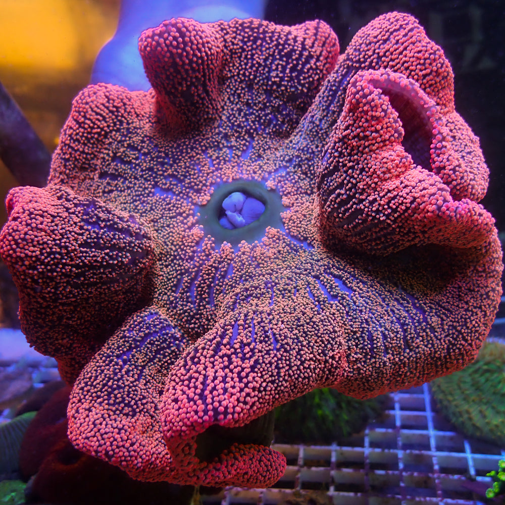 WYSIWYG Ultra Pink Haddoni Carpet Anemone (7-9