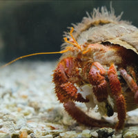 Anemone Hermit Crab (0.75-1")
