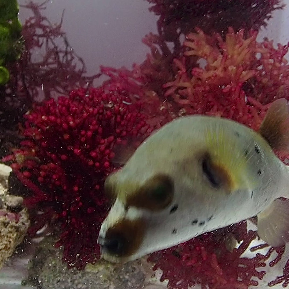 Blackspotted Dogface Puffer Fish