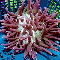 WYSIWYG Witch Hunt Long Tentacle Anemone (5-6”)
