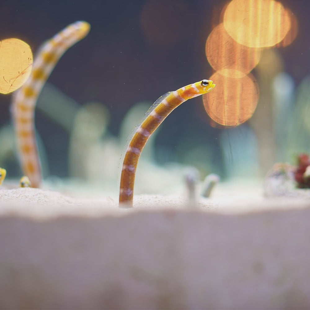 Splendid Garden Eel (7-12