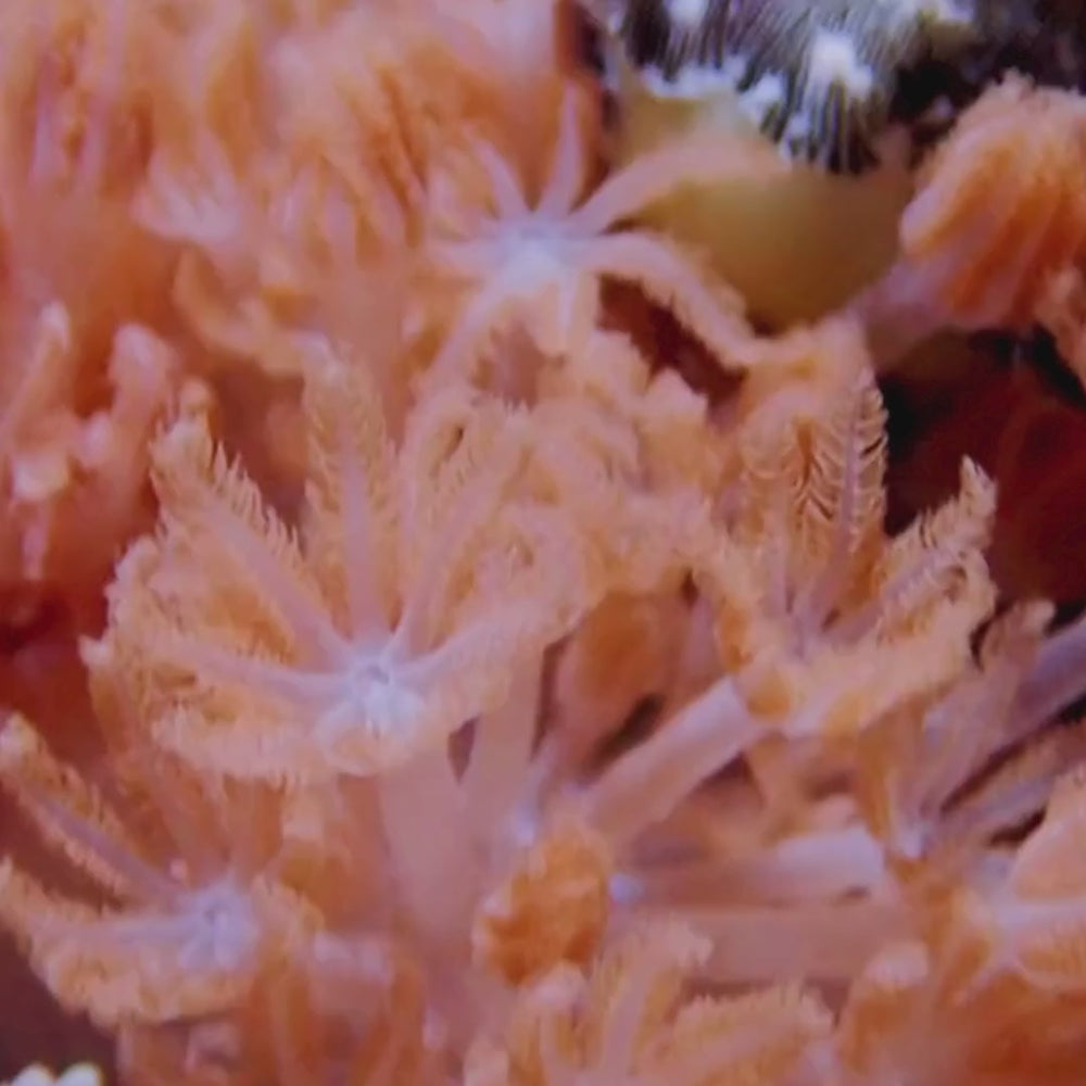CA Ruby Red Pulsing Xenia